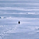 Penguin logo